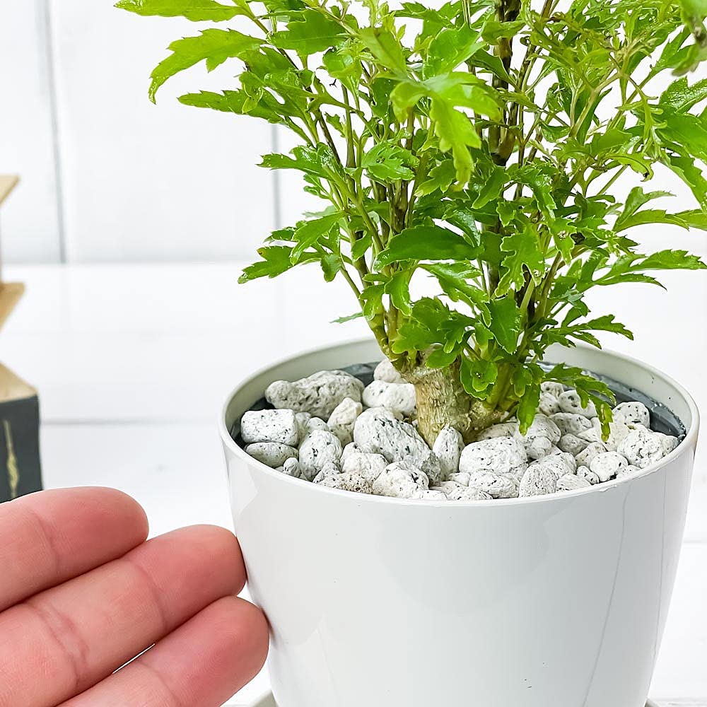 Amazon.co.jp: PLANCHU 観葉植物 ポリシャス フィリシフォリア 3.5号鉢