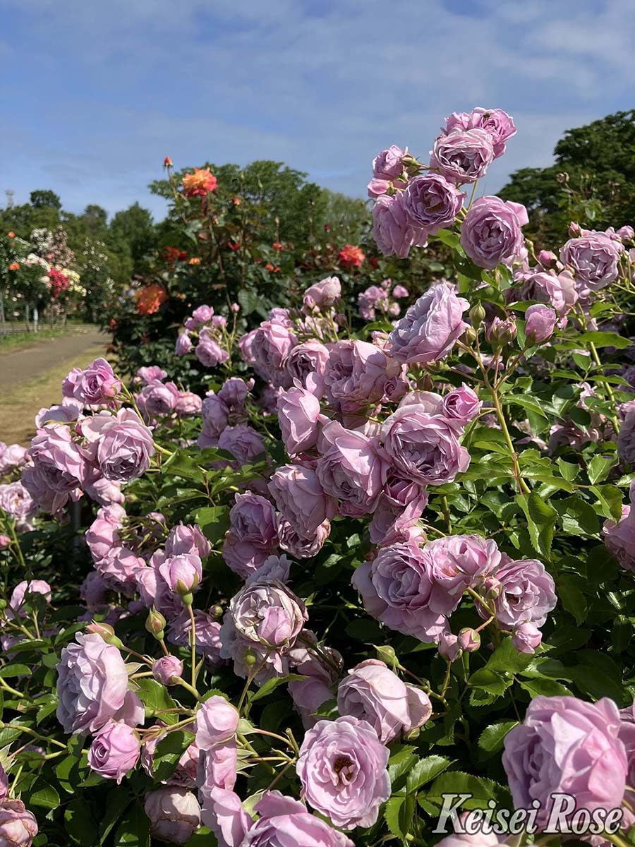 Amazon.co.jp: Rose Seedlings, Prologue, Domestic Large Seedlings