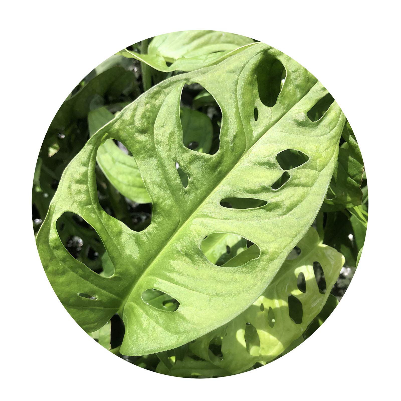 Swiss Cheese Plant Adaptations