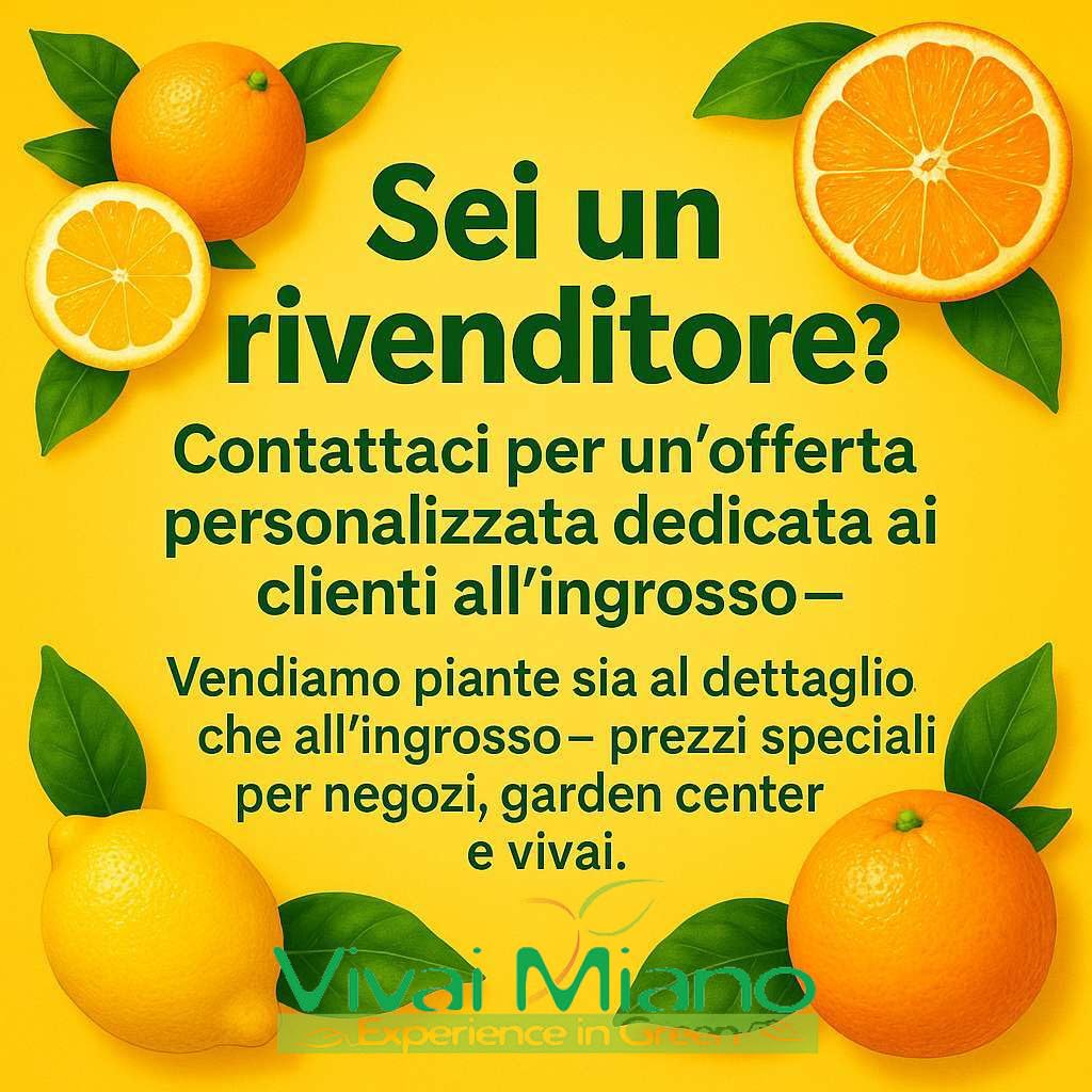 Pianta di Limone Meyer (vaso - 20) - Immagine reale