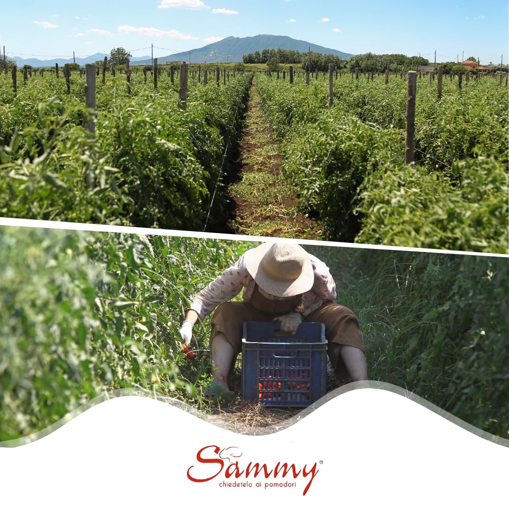 SAMMY - Pomodori San Marzano DOP, Pomodoro dell'Agro Nocerino Sarnese, 100% Filiera Italiana, Gusto Dolce e Intenso, 12 Pezzi in Latta da 400gr