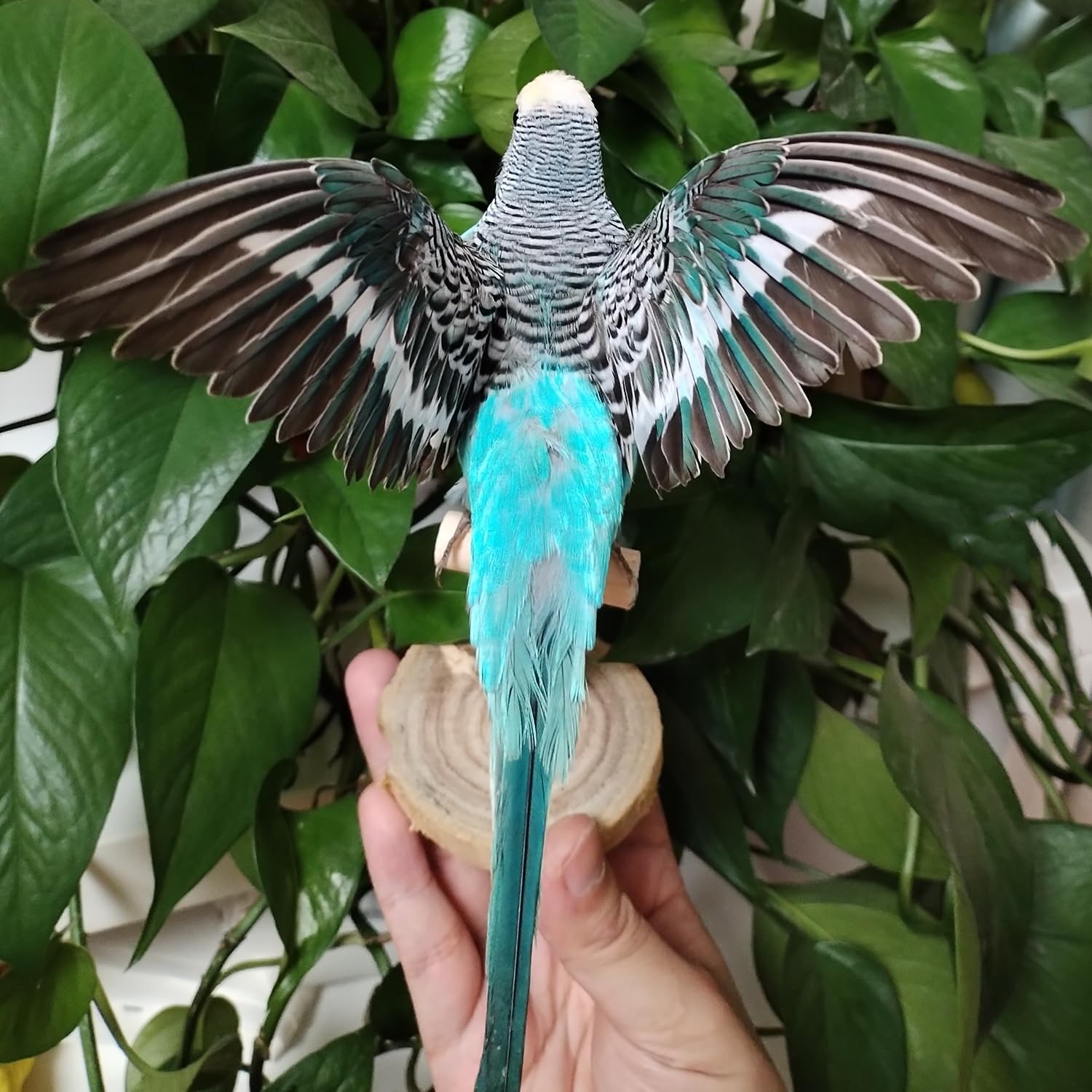 Real Parrot Specimen, Fly Budgerigar Taxidermy, Home Decoration Crafts Science Education (Blue Parrot)
