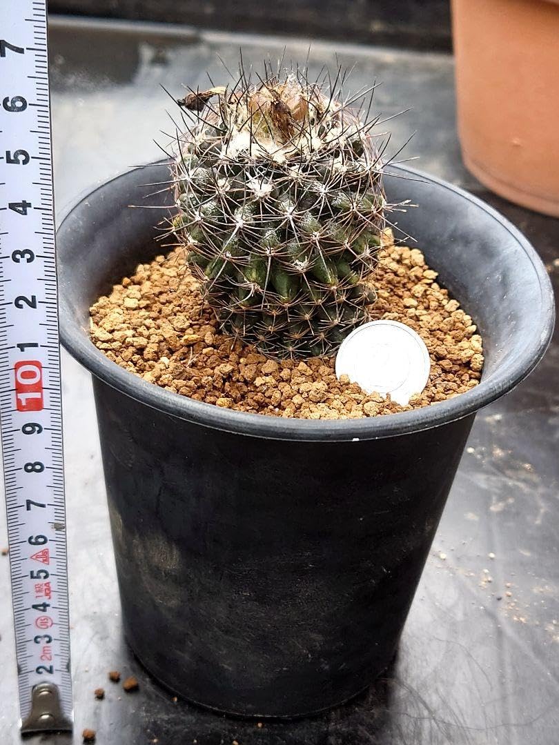 サボテン　コピアポア　虎黒王　実生　※鉢のまま発送 Amazon.co.jp: サボテン コピアポア 虎黒王 実生 : ホーム＆キッチン