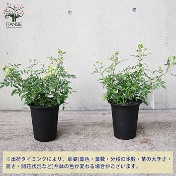 レア　希少　バラ苗　切り花品種 6号鉢 レア 希少 バラ苗 切り花品種 6号鉢