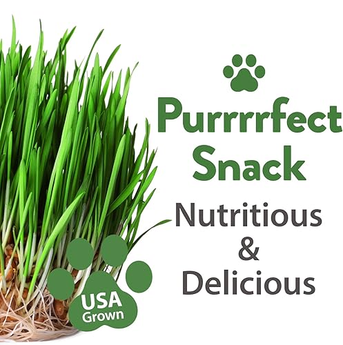 Miniatura 2 de Semillas de hierba para gatos  Cultiva hierba para gatos de interior  Semillas de hierba para gatos a granel  Kit de hierba para gatos  Semillas de