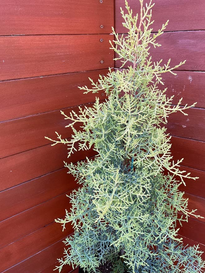 Amazon｜サルフレア約100～120cm（コニファー）｜観葉植物 オンライン通販