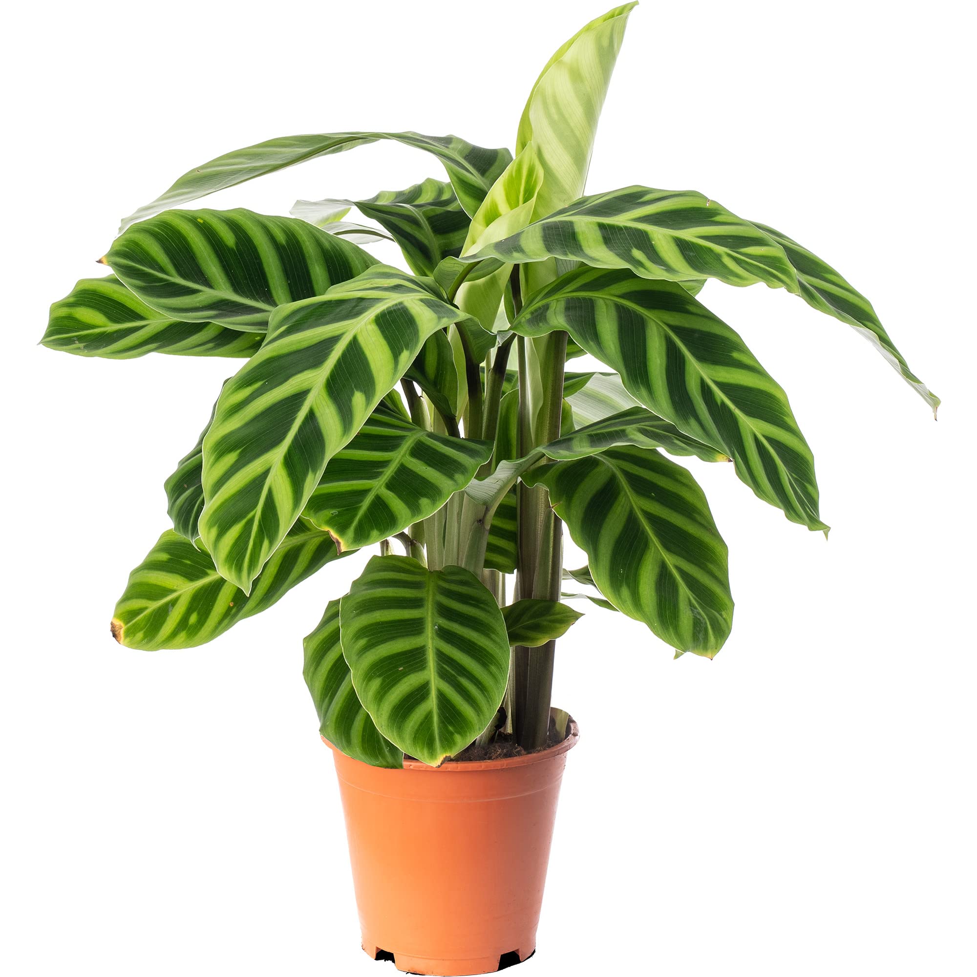 Calathea Zebrina Large Indoor House Plant Real Tropical Exotic Evergreen Plants (70-80cm (Incl. Pot))
