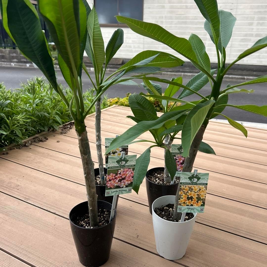 耐寒性アガベ グアダラハラナ青白特大株◇ドライガーデン多肉サボテン