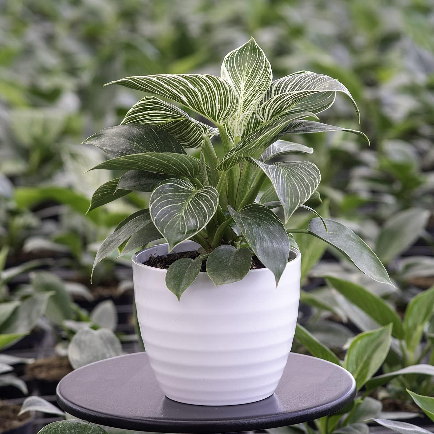 Guruji Plantation philodendron Birkin Small Live Plant Indoor Plants Rare Foliage Plants Live Indoor Plant With Flower Pot For Home Garden Decor and Any room (B0D4LX1HLW) Amazon Price History, Amazon Price Tracker