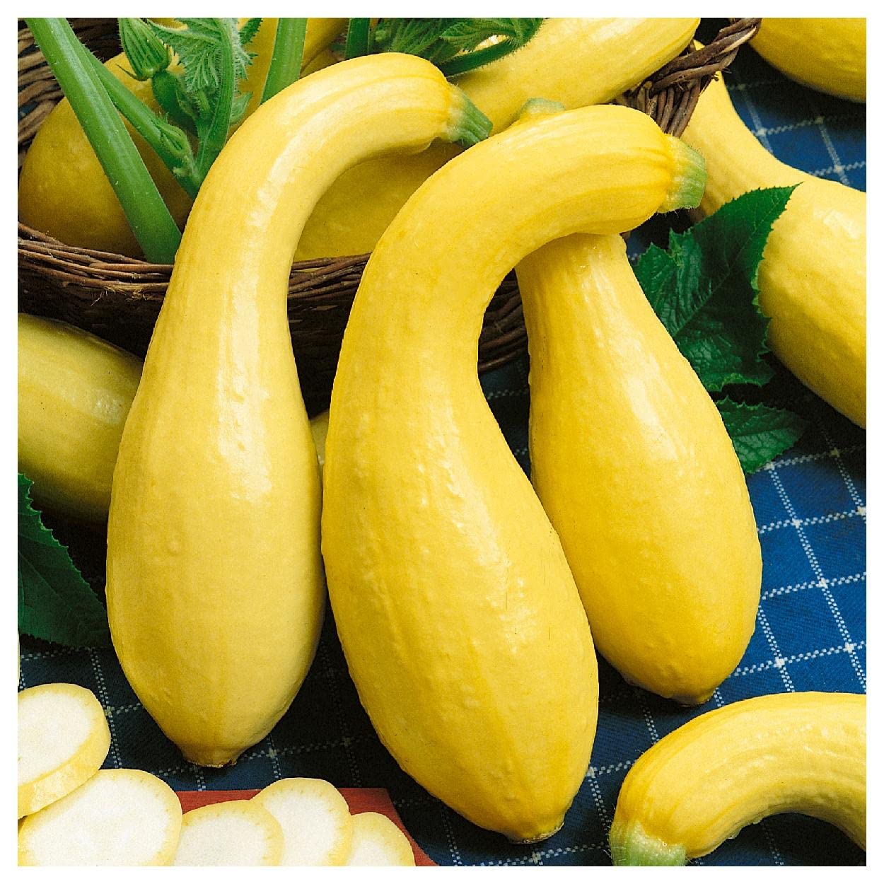 Everwilde Farms - 1 Lb Early Summer Crookneck Summer Squash Seeds - Gold Vault