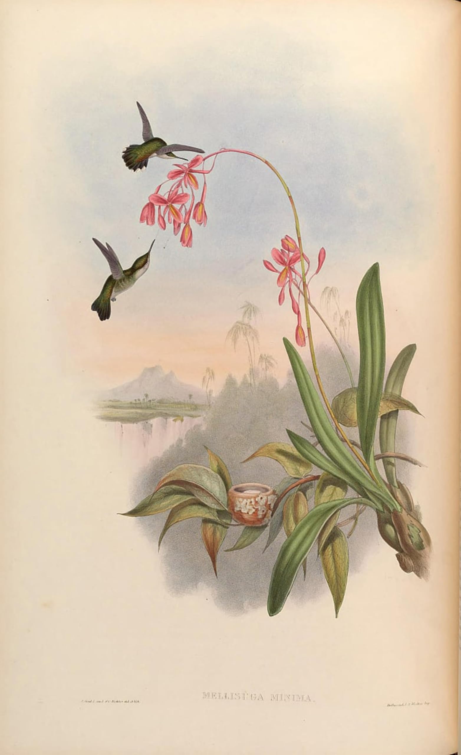 Cuadro pintura al óleo de John Gould para una decoración del hogar exclusiva 5