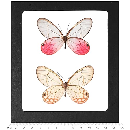 Cithaerias Merolina - Par de mariposas de ala transparente rosa para hombre + hembra