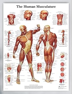 Amazon It Poster Corpo Umano