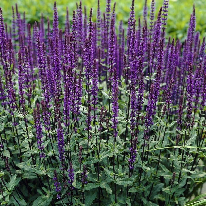 6 x Salvia nemorosa Caradonna dunkelvioletter Steppen-Salbei| bienenfreundliche Garten-Staude im 9 cm (P9) Topf| winterhart| für Beete & Balkon