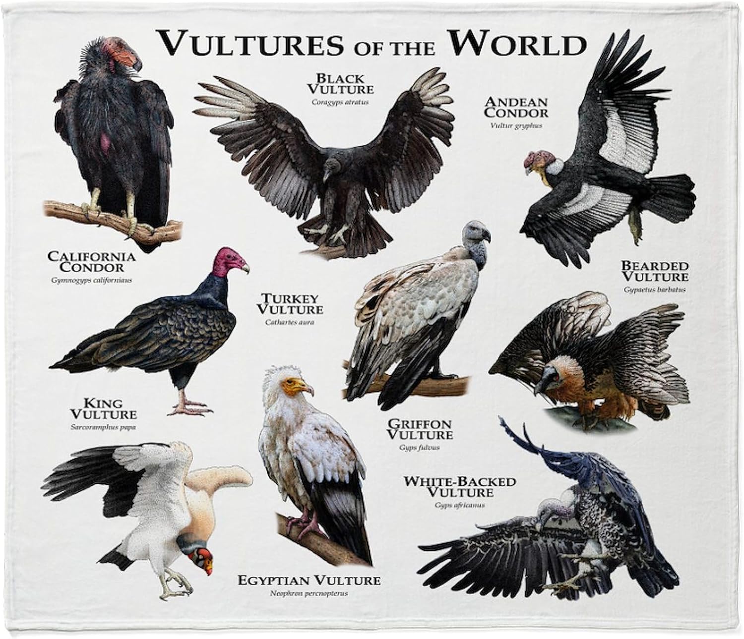 CafePress Vultures of The World Throw Blanket Super Soft Fleece Plush Throw Blanket, 60"x50"
