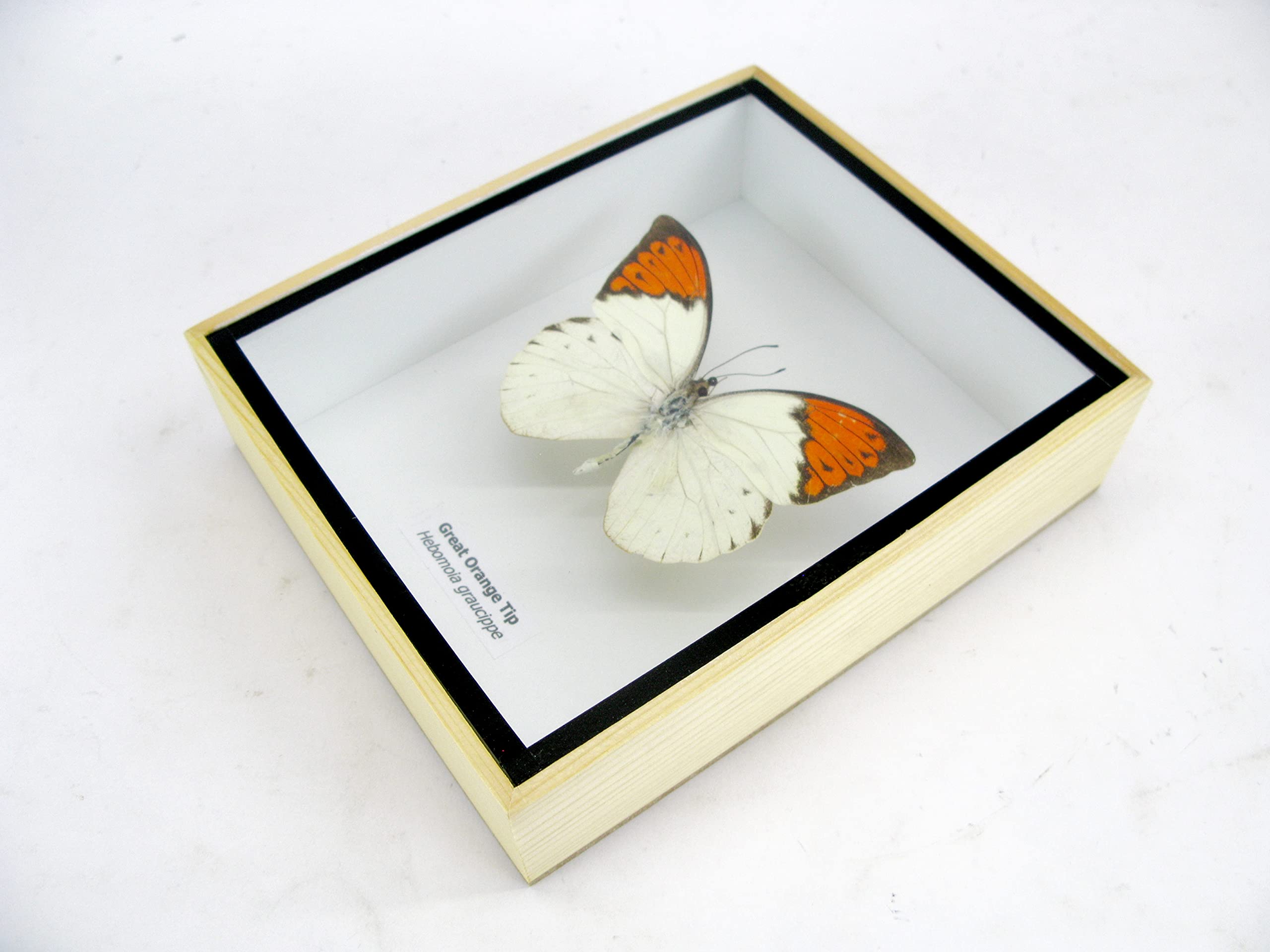 asiahouse24 Ein echter exotischer präparierter Schmetterlinge im Bilderrahmen Wandbild Schaukasten Entomologie Taxidermie (Great Orange Tip)
