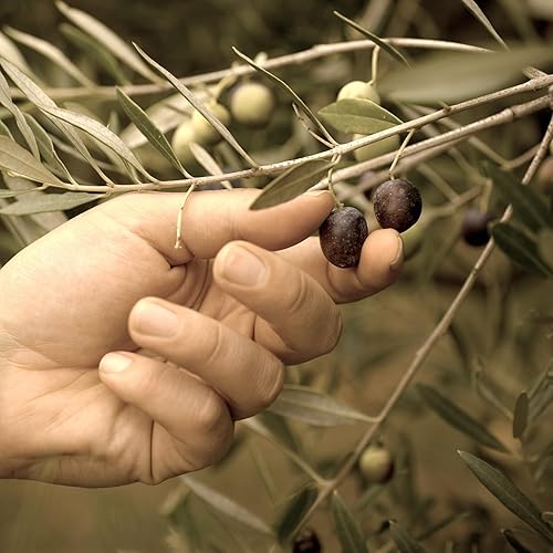 Miniatura 3 de Marmarabirlik Aceitunas negras, salmuera de oliva, aceitunas mediterráneas en escabeche, alimentos naturales y maduros, aperitivos saludables,