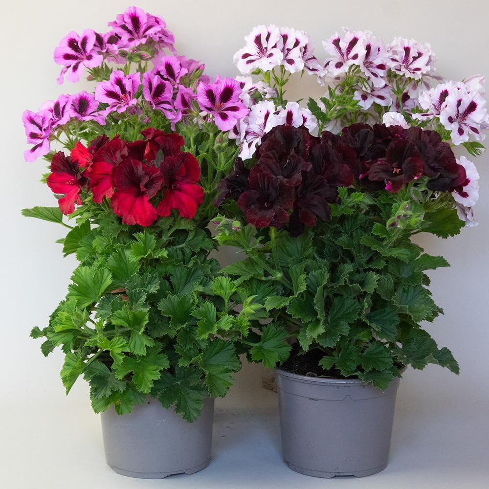 4 x Geraniums Garden Ready, Regal Pelargonium Plant Outdoor Garden Ready Sale, Container & Hanging Basket Plants