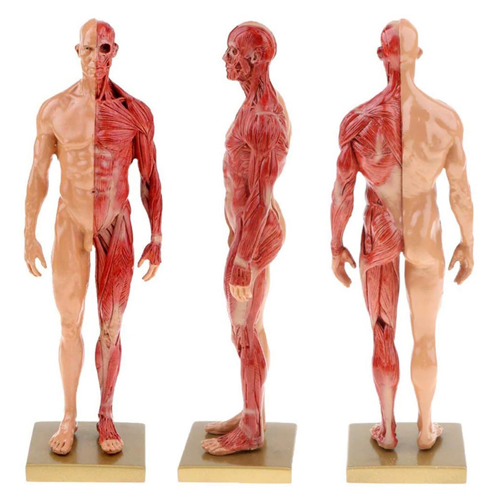 Modelo de esqueleto muscular de anatomía humana de 30 cm, media piel, medio músculo, resina, ayuda de enseñanza médica (mujeres)