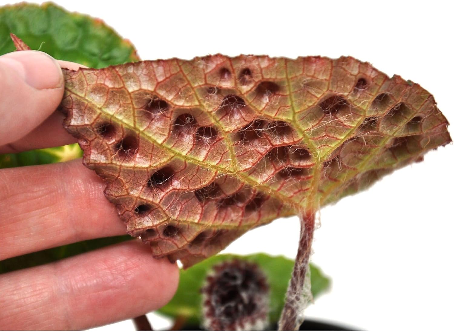 Begonia Ferox, Fierce Begonia, Houseplant, Rare Plant with Dramatic Black-Red Spikes that Develop on Leaves as They Mature, Container Size: 3" (2.6x3.5)