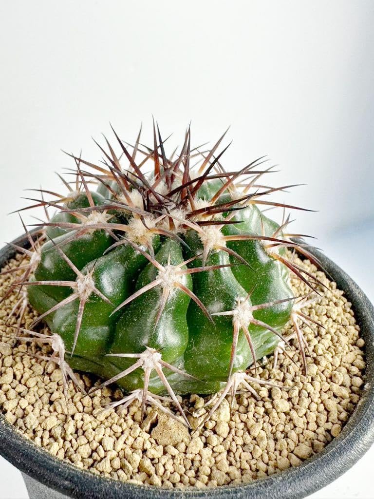 Amazon.co.jp: Discocactus gigantea ディスコカクタス ギガンティア