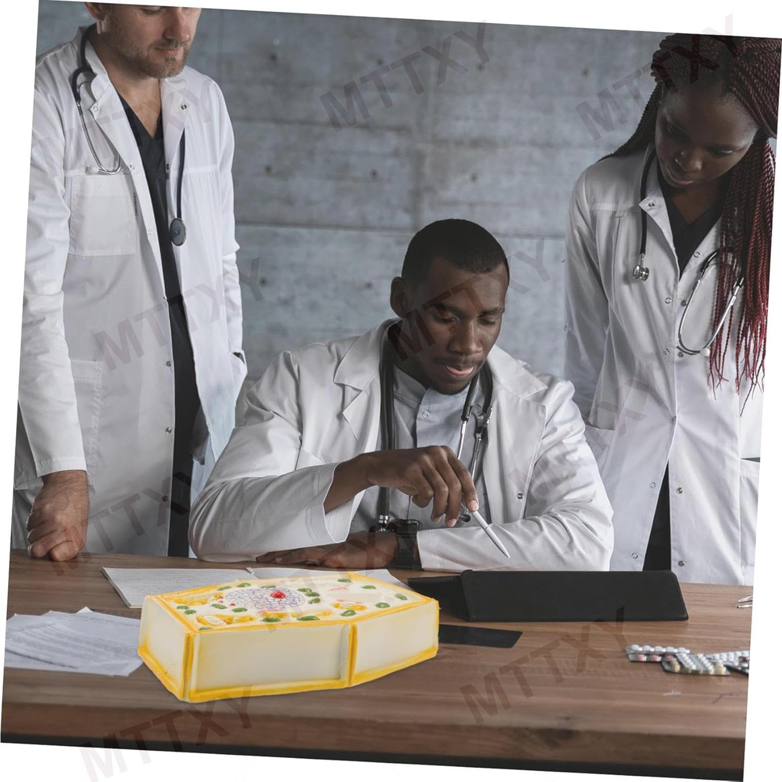 Modello anatomico della cellula vegetale, esemplari microscopici, struttura cellulare vegetale; materiale didattico biologia in scala ampliata per l'educazione secondaria