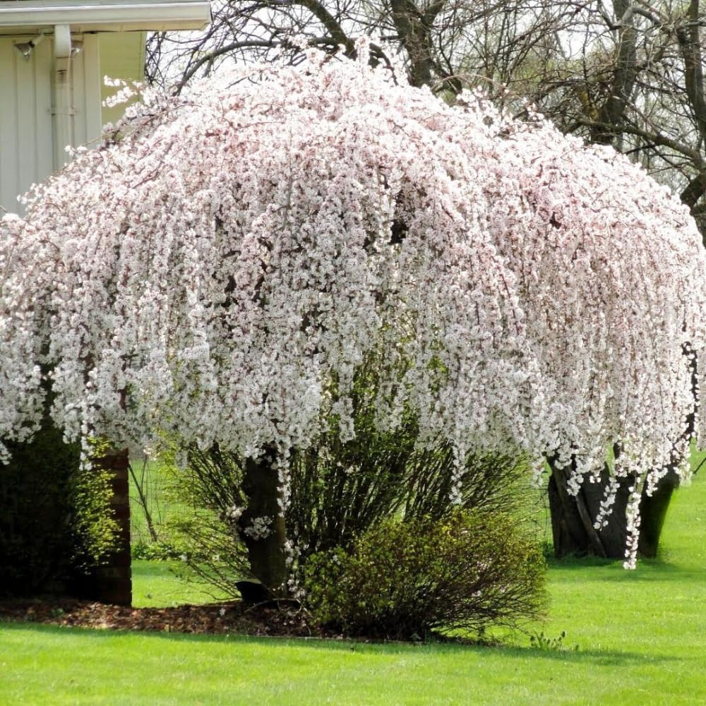 UIOTER Live Weeping Cherry Blossom Tree 8-12