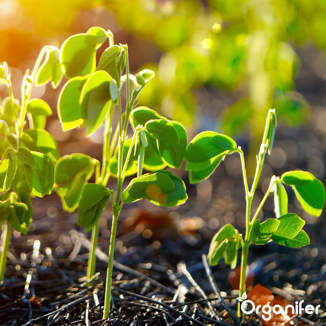 Fertilizante Líquido Para Frijoles - 10L - NPK 2-1-8 | Fertilizante Para Plantas Sanas Y Cosechas Abundantes - Favorece Raíces Y Floración - Organifer