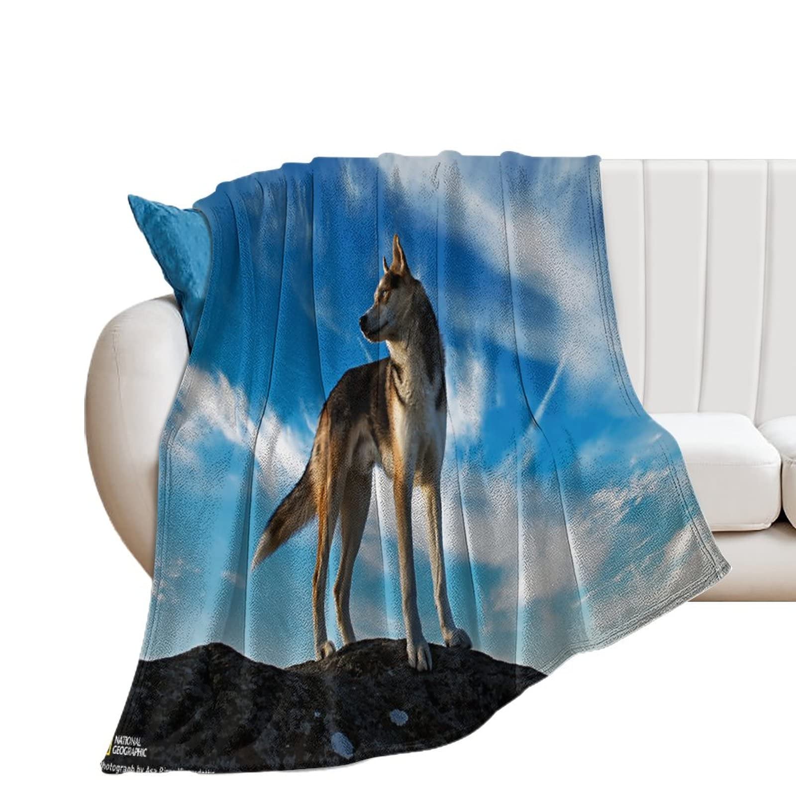 Couverture mignonne pour chien de compagnie de haute densité sur banc
