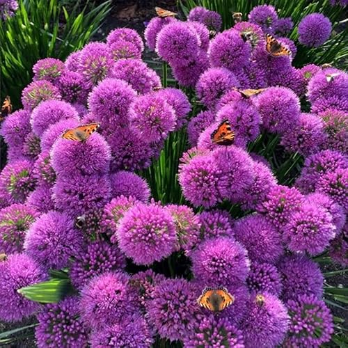 Plant Theory Millennium Dutch Garlic Ornamental Onion Perennial Flowering Plant Allium 2L Pot