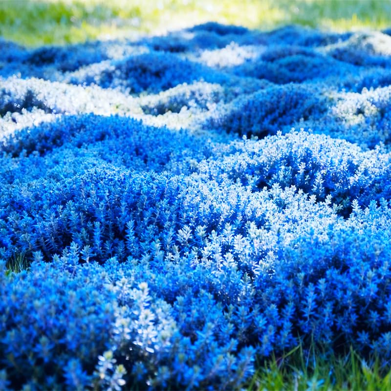 21000+ Mixed Creeping Thyme Seeds - Thymus serpyllum, Fast-Growing Drought-Tolerant Ground Cover, Ideal for Large Gardens, Rockeries & Hanging Pots