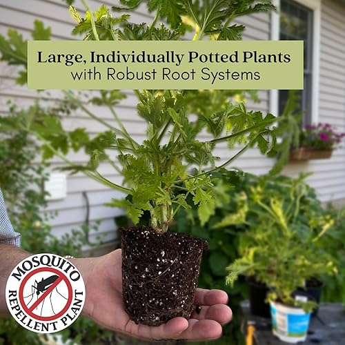 Miniatura 2 de Clovers Garden repelentes de mosquitos de citronela, tamaño grande, en macetas de 4 pulgadas, 2 unidades