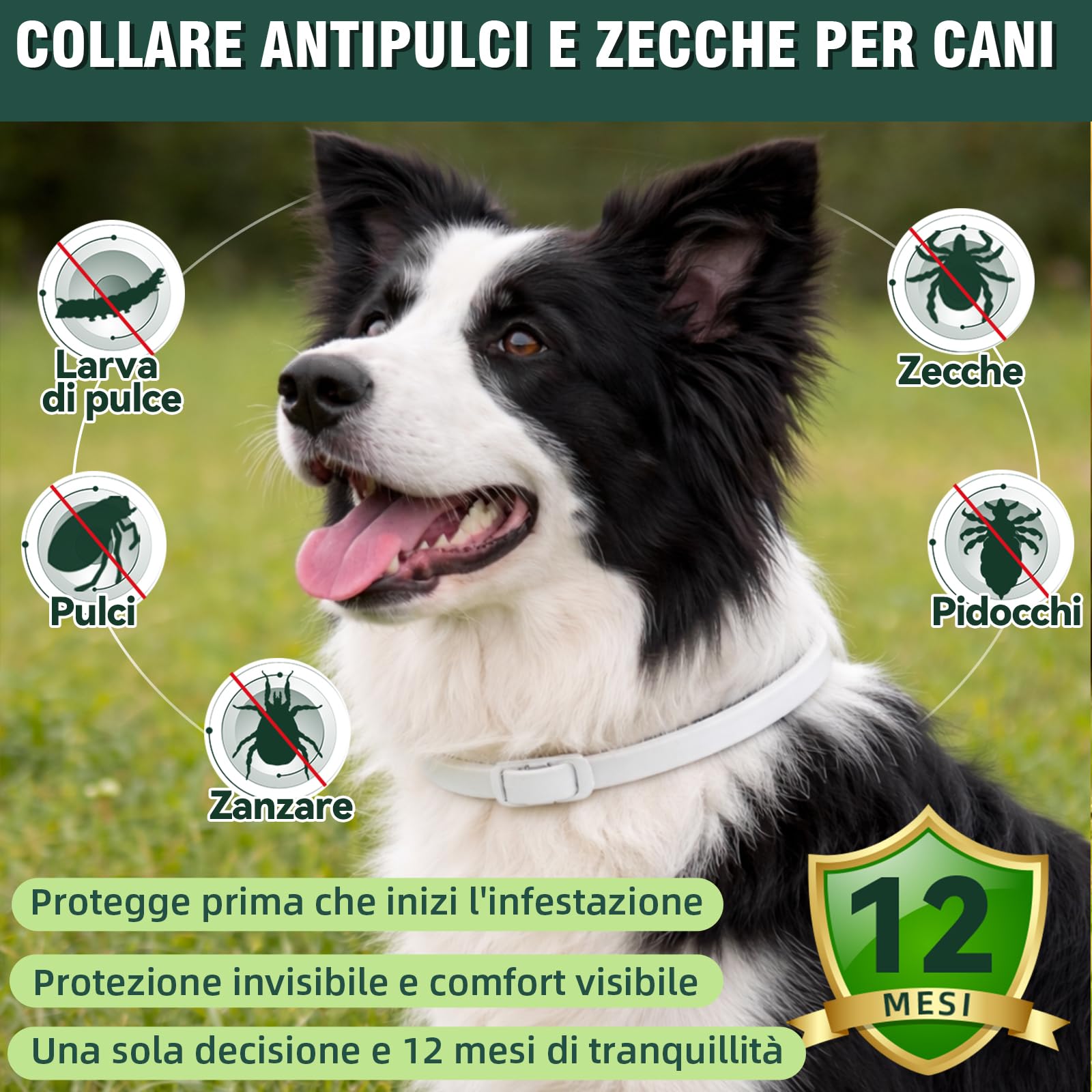 Collare Antiparassitario per Cani 65cm con Oli Essenziali di Citronella e Lavanda, Collare Antipulci Cane Naturale contro Pulci e Zecche, Adatto per Cani di Media e Grande Taglia - 2