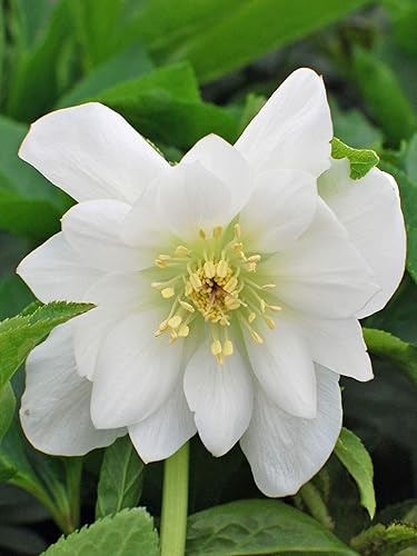 Perennial Farm Marketplace (Helleborus W.J. 'Sparkling Diamond') Perenne, 1 cuarto de galón, flores blancas dobles