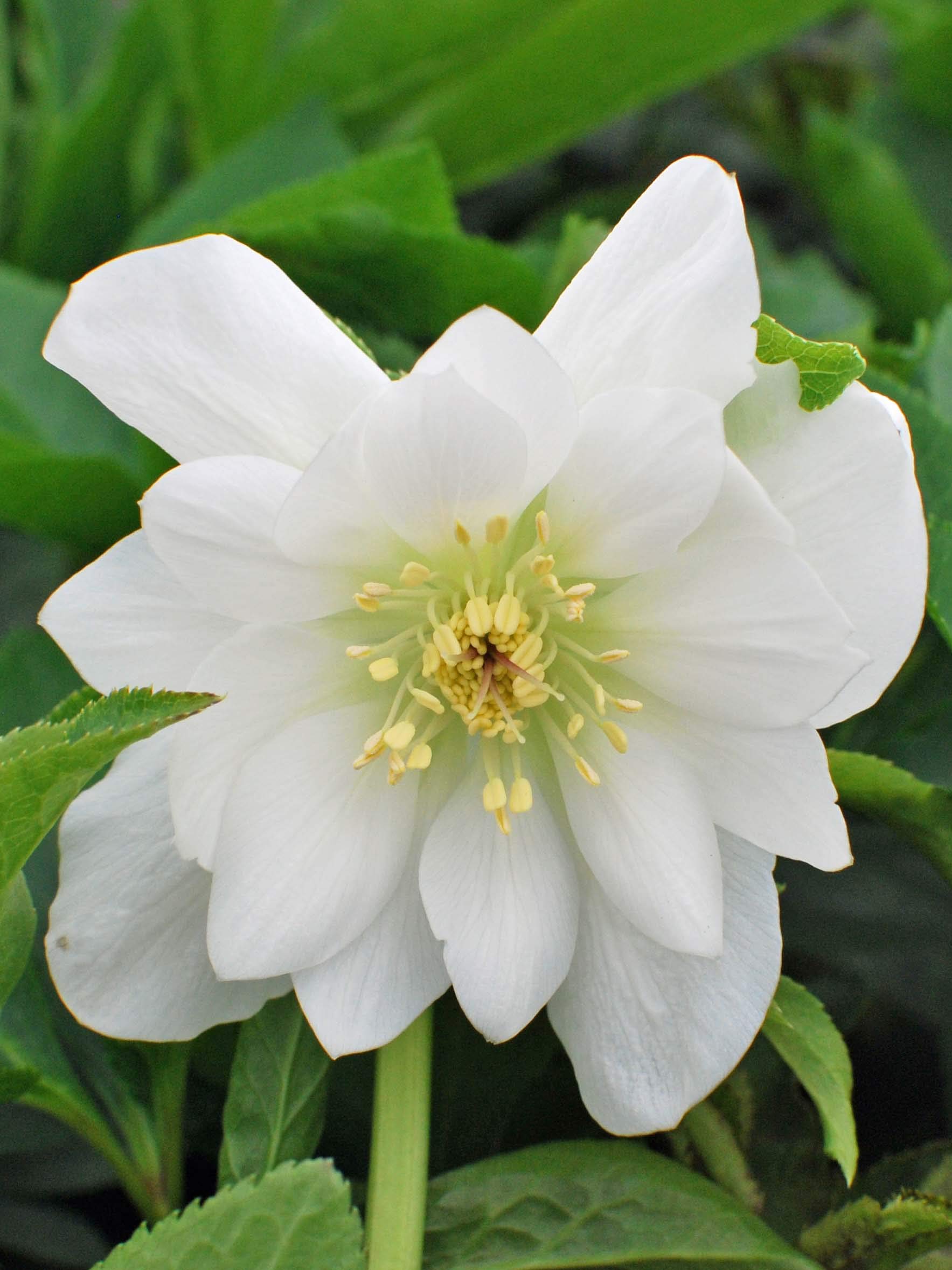 Helleborus Winter Jewels Sparkling Diamond