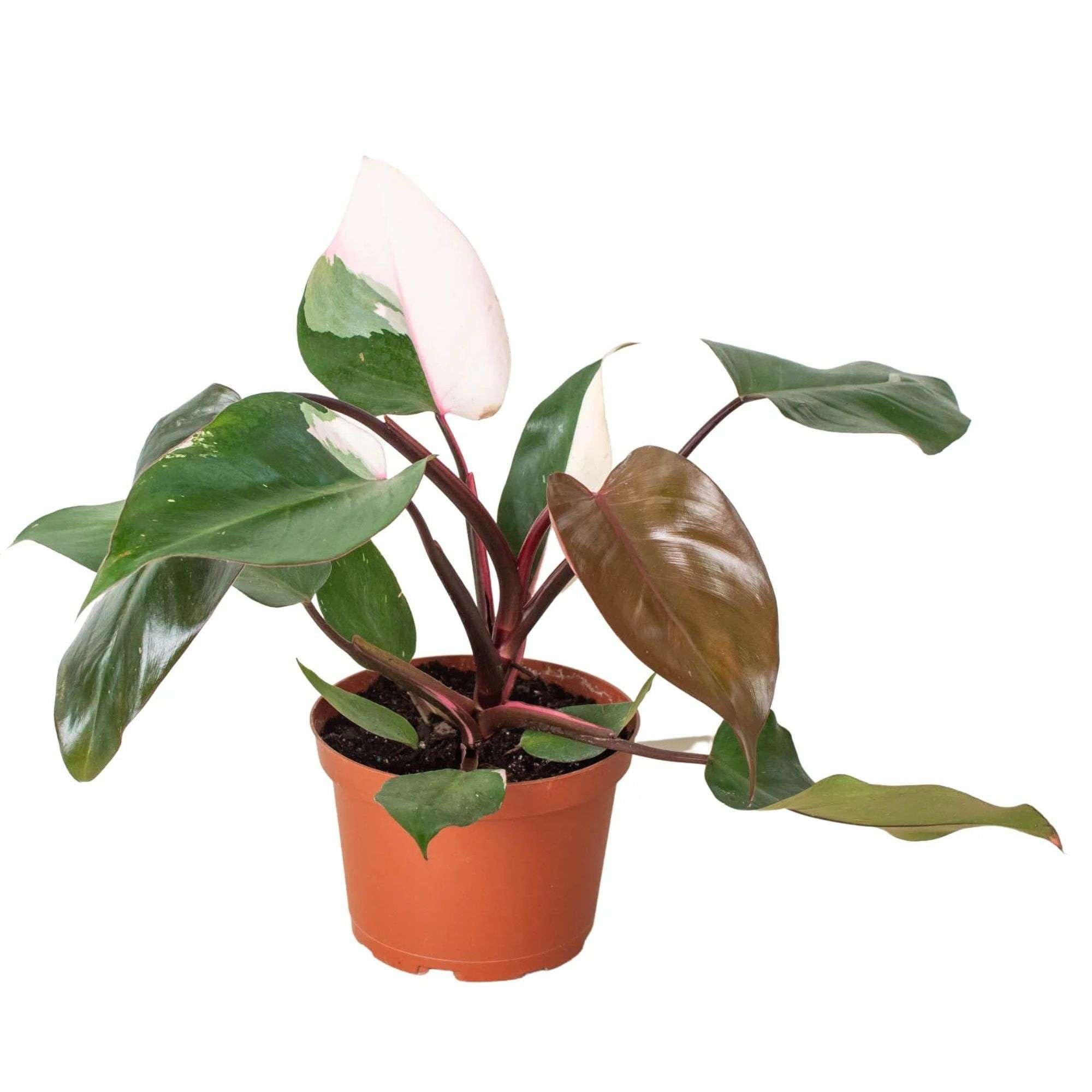 Thirsty Leaves Philodendron Pink Princess