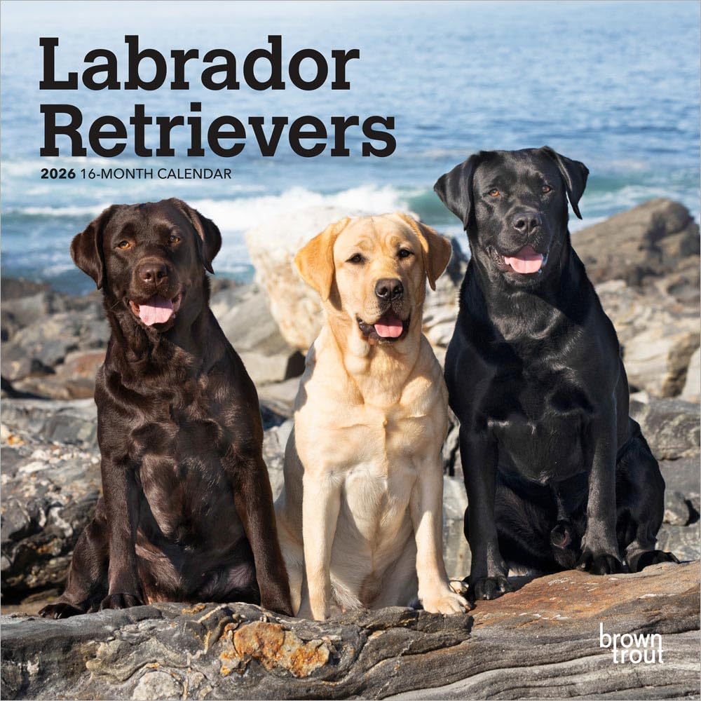 Labrador Retrievers | 2026 7 x 14 Inch (Hanging) Monthly Mini Wall Calendar | BrownTrout | Animals Dog Breeds
