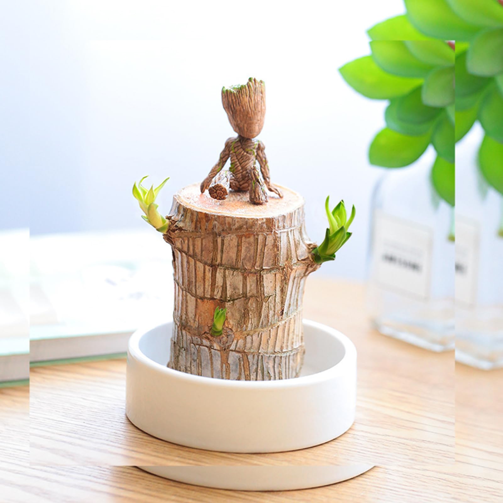 Plante Bois Brésilien Porte-Bonheur Hydroponique Avec Moines - Purificateur Air Intérieur