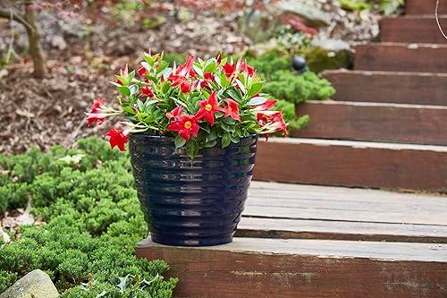 Miniatura 3 de Southern Patio Maceta de resina de colmena de 14" para interiores, 19.03 cuartos de galón de capacidad