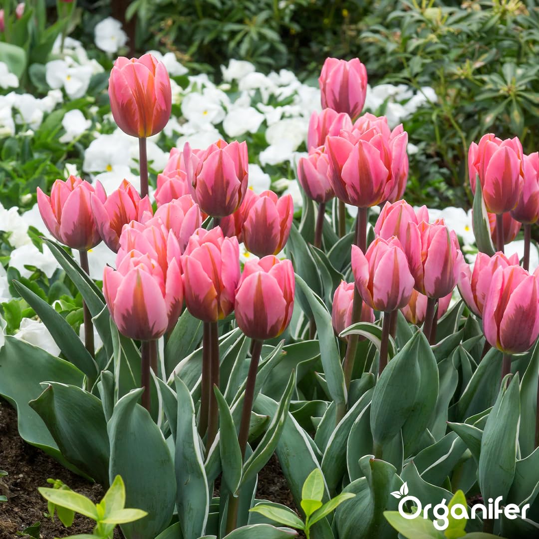 Bulbos De Tulipán