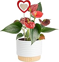 Costa Farms Anthurium Flamingo Flower Live Plant in Decorative Pot | Air-Purifying Indoor Flowering Houseplant, 10-14" Tall Gift