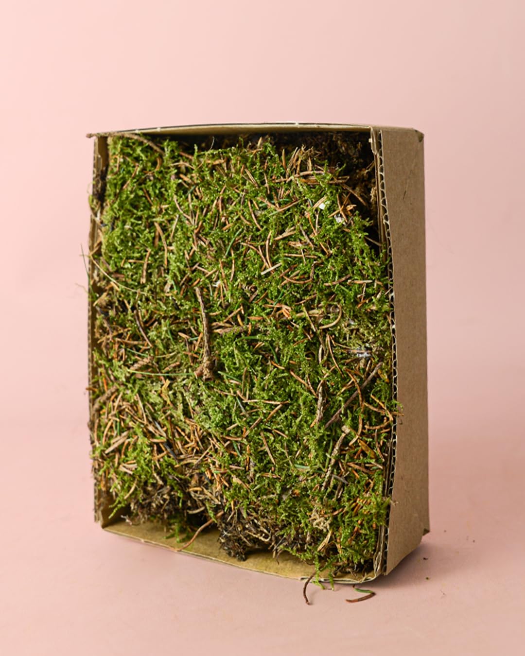 PUR PLANT Musgo Natural para Terrario Húmedo | 2 Piezas 14x19 cm Aprox. | Ideal para Kokedamas y Terrarios | Reutilizable