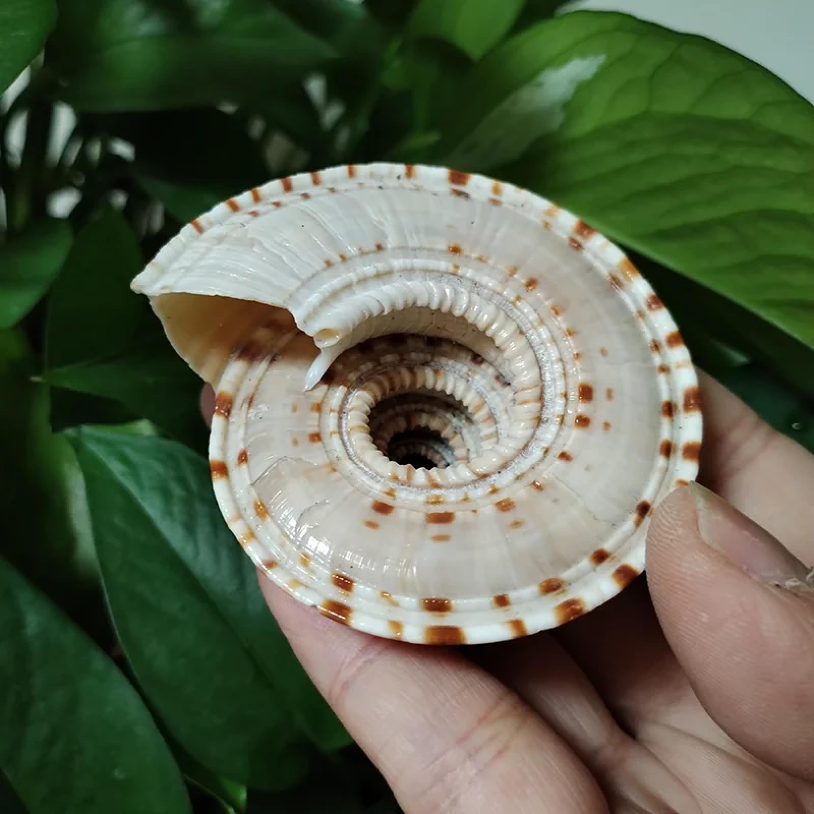 Conchiglie marine riempitivo vaso, 1 pezzo, lumaca sunburst carrier lumaca naturale conchiglia conchiglia decorazione casa collezione esemplare lumaca conchiglia paesaggistica acquario 6-7