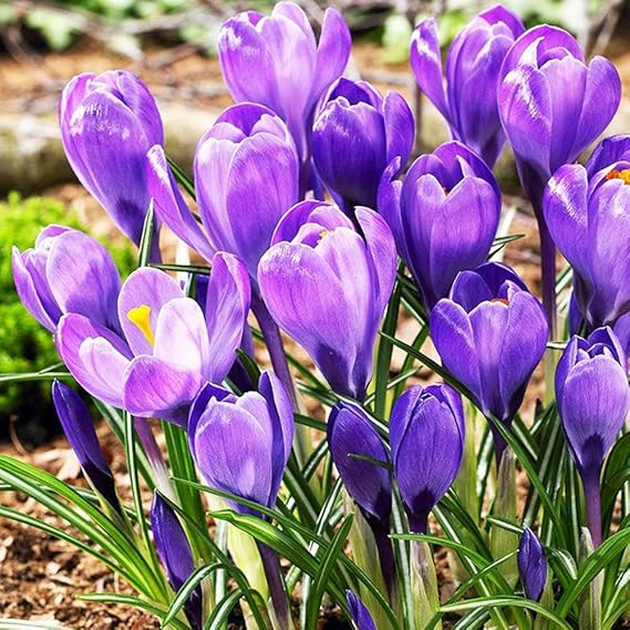 COOTO Garden 10x Krokusse Zwiebeln Krokus Blumen Zwiebel Krokusse zum
