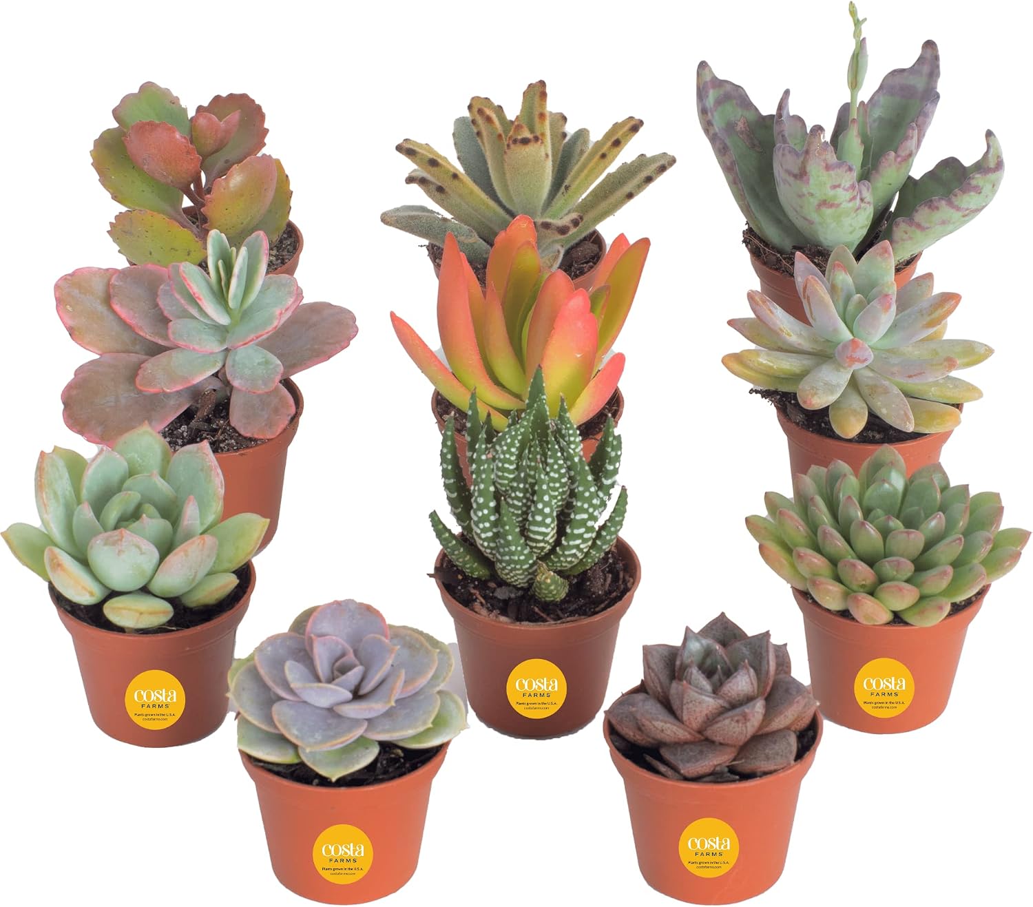 Costa Farms Succulents (11 Pack), Live Mini Succulent Plants in Terracotta Décor Grower Pots, Indoor Houseplants Potted in Soil, Bulk Baby Shower Gifts, Party Favors, Bridesmaid Gifts, 2-Inches Tall