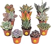 Costa Farms Mini Succulents Collection, Live Succulent Plants with Grower Pots, Real Live Indoor Houseplants 2-Inches Tall, Unique Gift Set for Party Favors, Wedding Favors (11-Pack)