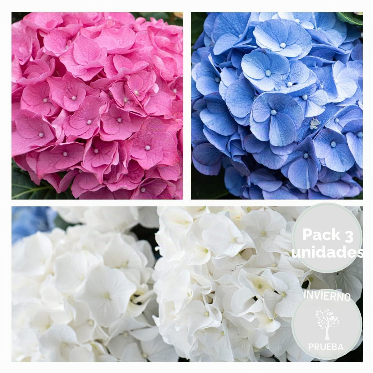 Bloomique - Mix de 3 - Hydrangea macrophylla - Rosa, azul, blanco - Hortensia - Plantas de jardín - Resistente al frío - Altura 20-30 cm - Maceta 10,5 cm