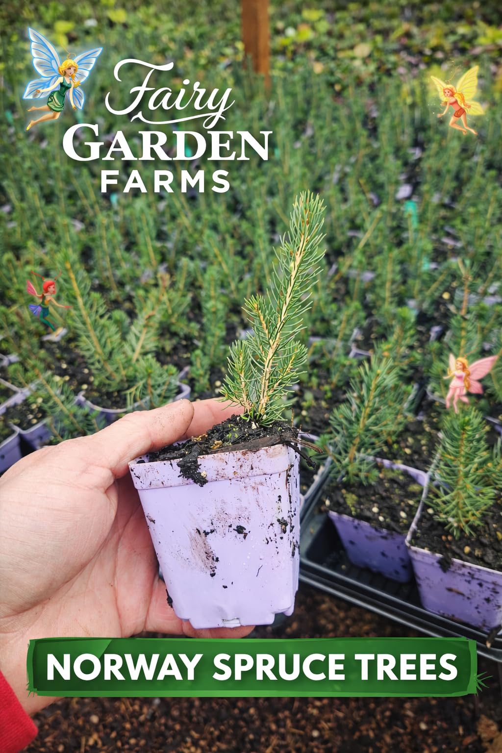 Small Spruce Trees