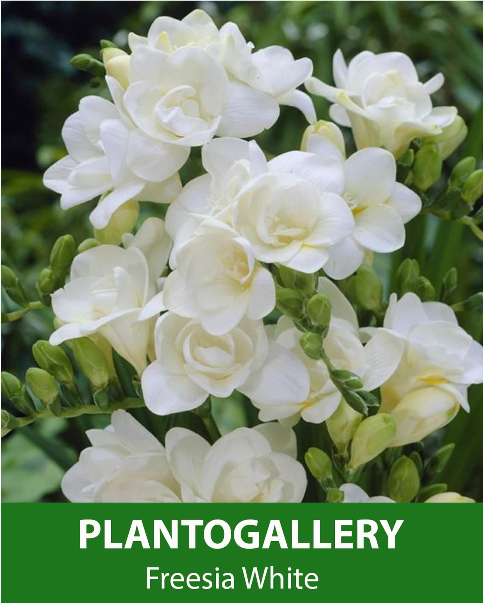 Plantogallery Flower Bulbs - Freesia White Flower Rhizomes Easy To Grow - Set of 10 Bulbs