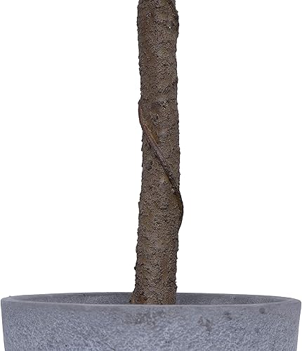 Miniatura 6 de Creative Co-op DF0921 Limonero en maceta de cemento botánico sintético, verde